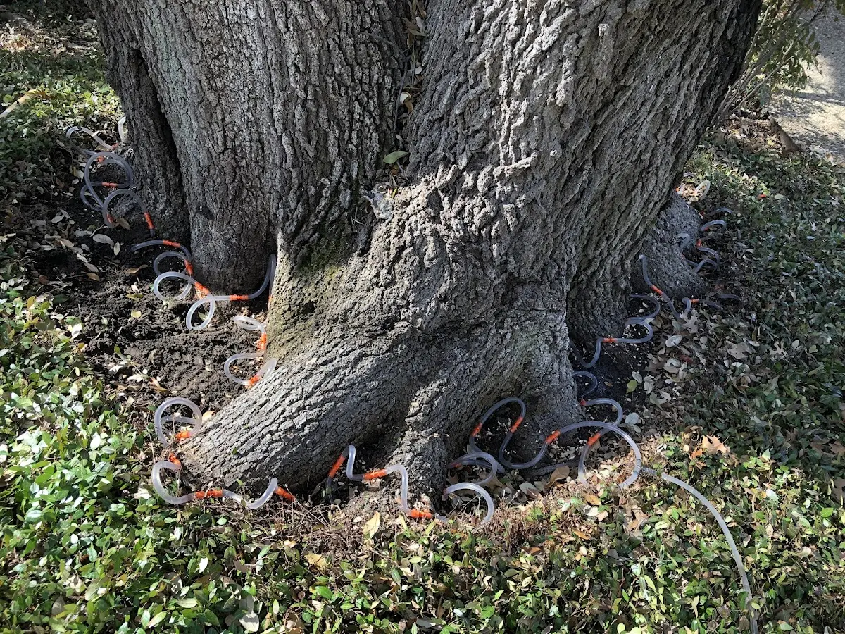 Detailed Tree Cabling and Bracing job site in Stovall