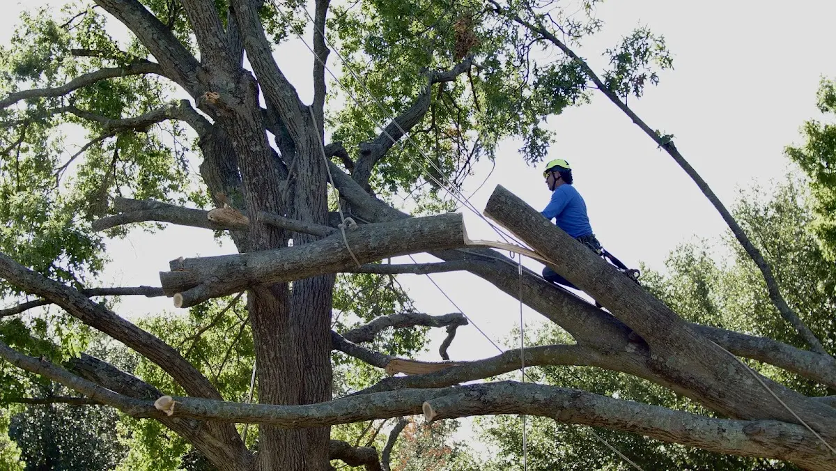 Professional Crown Thinning performed by certified arborists in Stovall